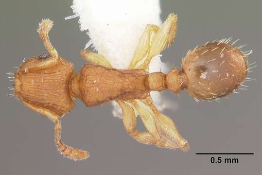 Image of Tetramorium delagoense Forel 1894