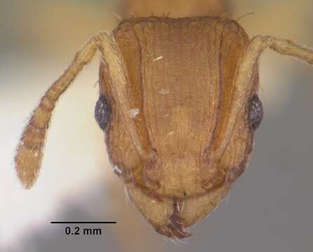 Image of Tetramorium delagoense Forel 1894