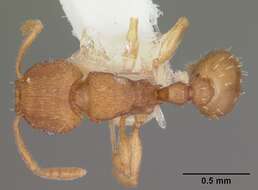 Image of Ant