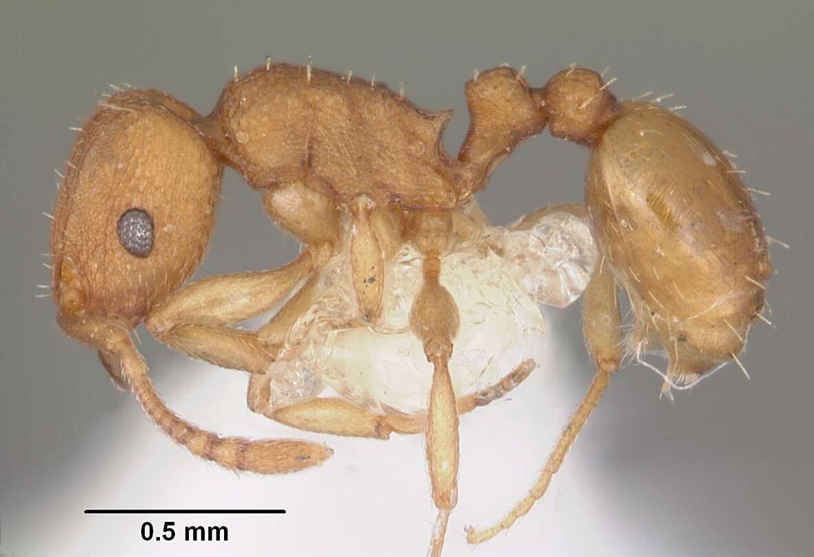 Image of Ant