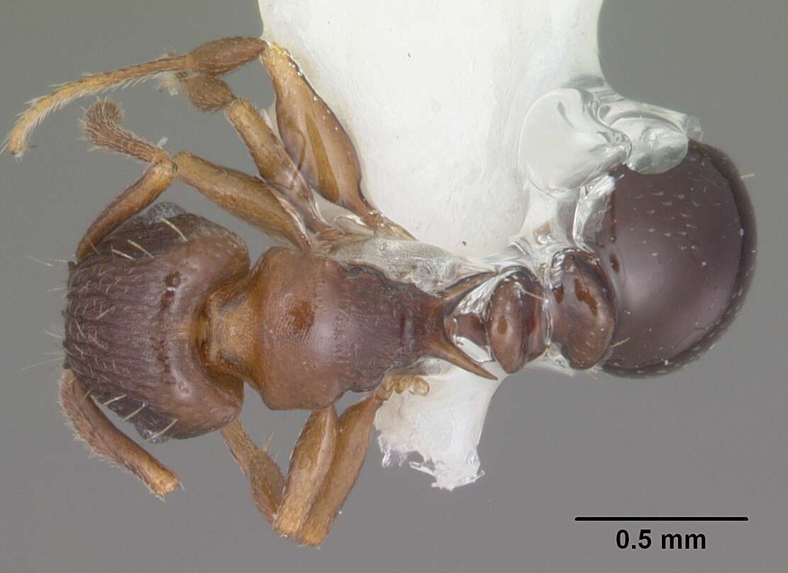 Image of Tetramorium humbloti Forel 1891