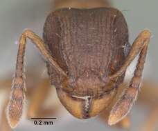 Image of Tetramorium humbloti Forel 1891