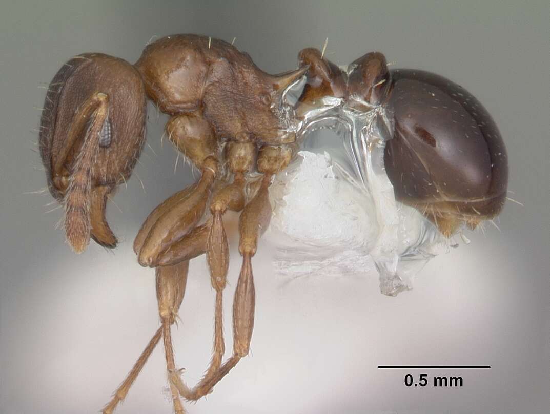 Image of Tetramorium humbloti Forel 1891