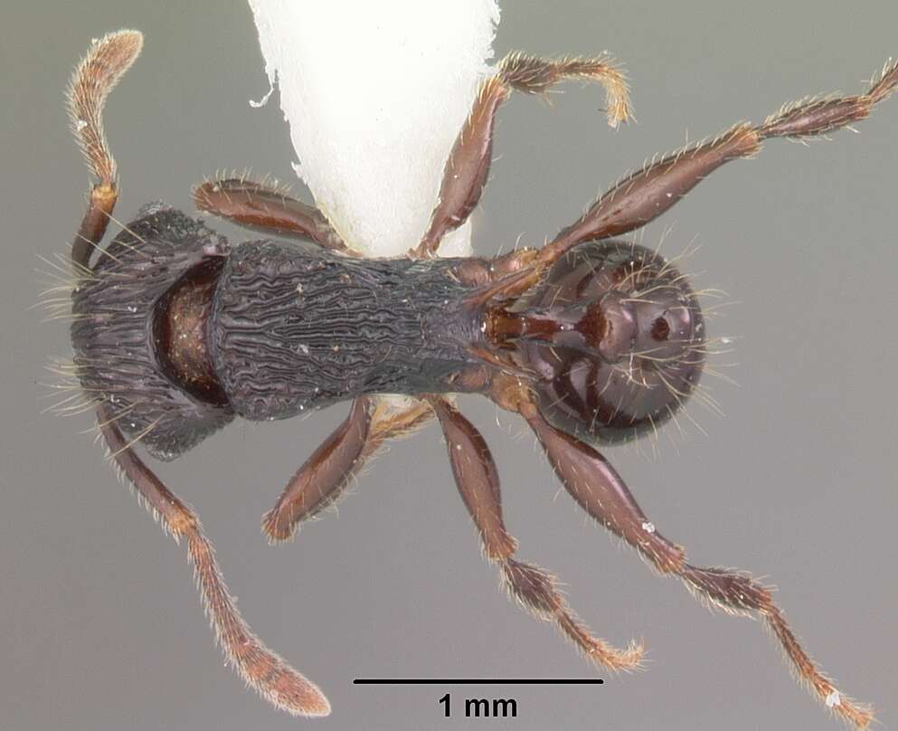 Image of Tetramorium steinheili Forel 1892