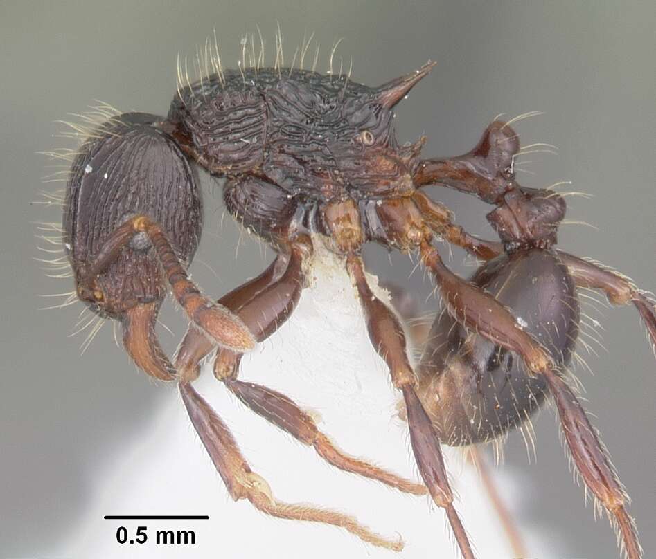 Image of Tetramorium steinheili Forel 1892