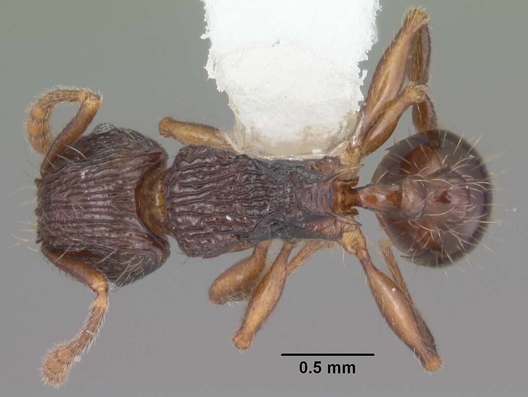 Image of Tetramorium steinheili Forel 1892