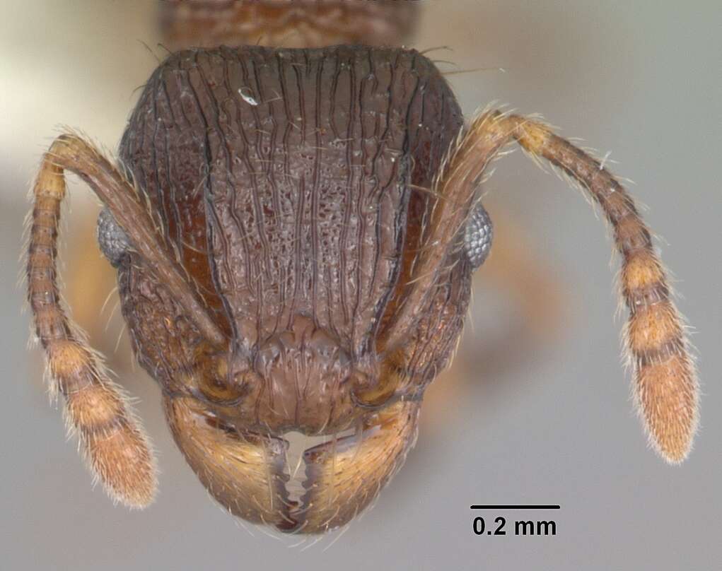 Image of Tetramorium steinheili Forel 1892