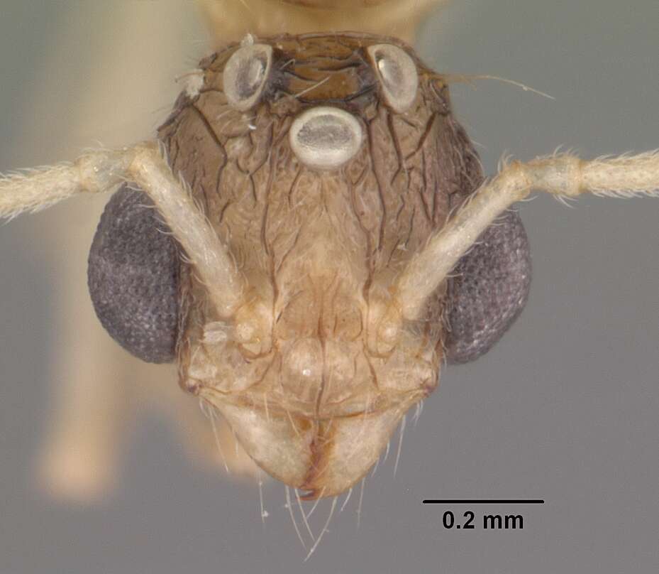 Image of Tetramorium severini (Emery 1895)