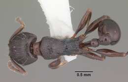 Image of Tetramorium severini (Emery 1895)