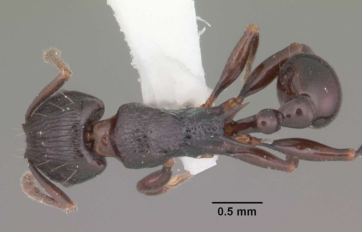 Image of Tetramorium severini (Emery 1895)