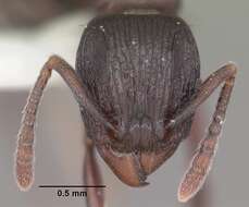 Image of Tetramorium severini (Emery 1895)