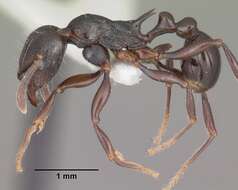 Image of Tetramorium severini (Emery 1895)