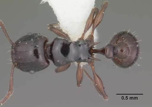 Image of Tetramorium marginatum Forel 1895