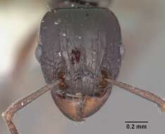 Image of Tetramorium marginatum Forel 1895