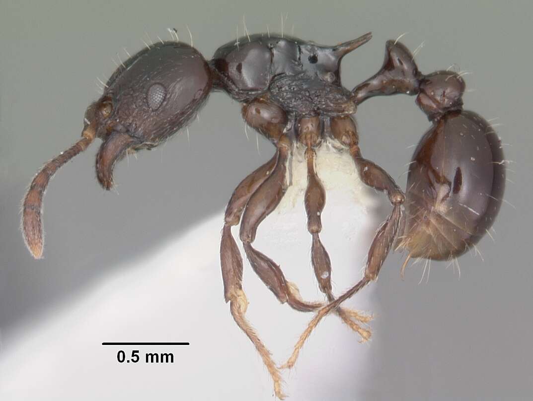 Image of Tetramorium marginatum Forel 1895