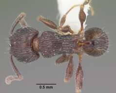 Image of Tetramorium pleganon Bolton 1979