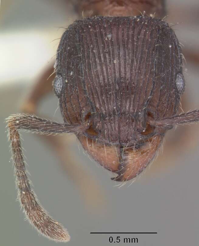 Image of Tetramorium pleganon Bolton 1979