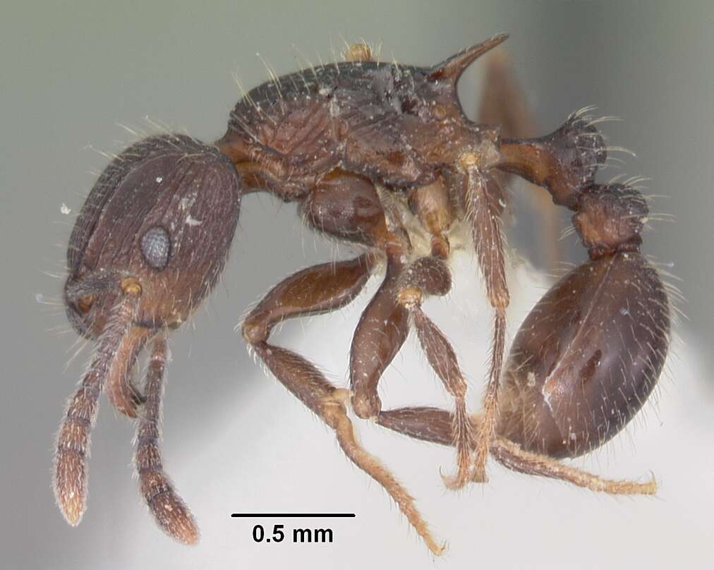 Image of Tetramorium pleganon Bolton 1979