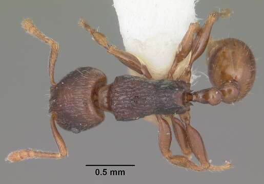 Imagem de Tetramorium xanthogaster Santschi 1911