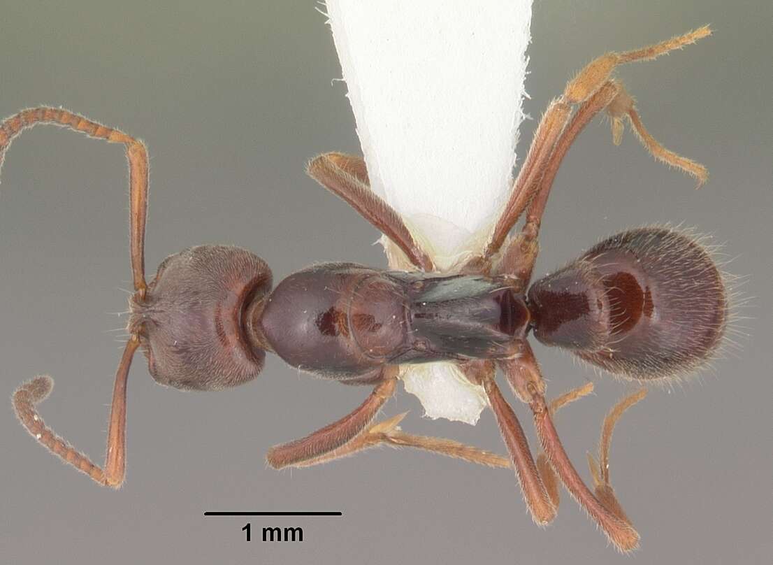 Image of Mesoponera ambigua