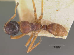 Imagem de Camponotus putatus Forel 1892