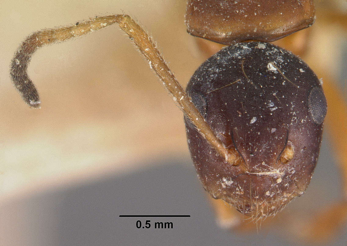 Imagem de Camponotus putatus Forel 1892