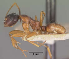 Imagem de Camponotus putatus Forel 1892