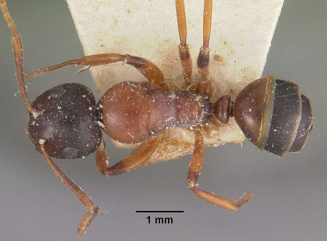 Plancia ëd Camponotus putatus Forel 1892