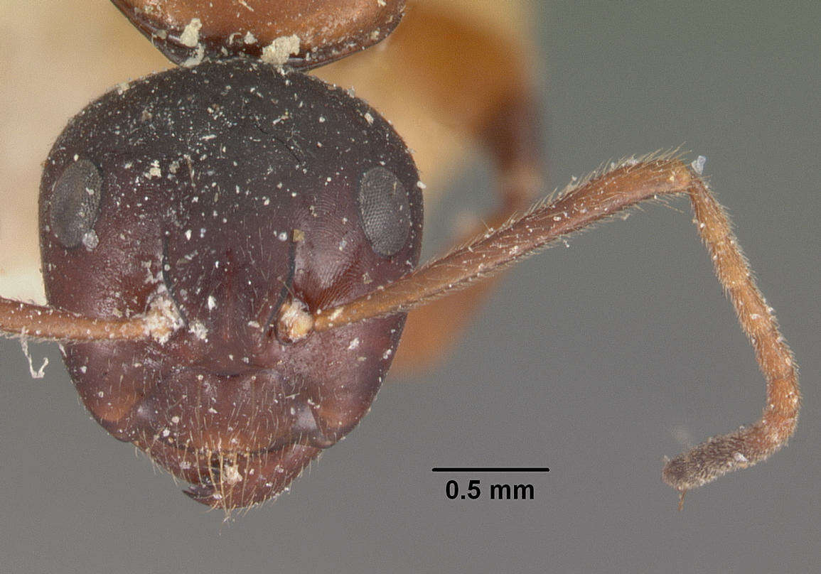 Plancia ëd Camponotus putatus Forel 1892