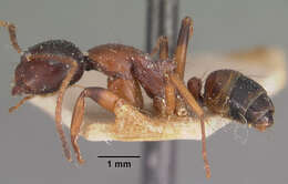 Plancia ëd Camponotus putatus Forel 1892