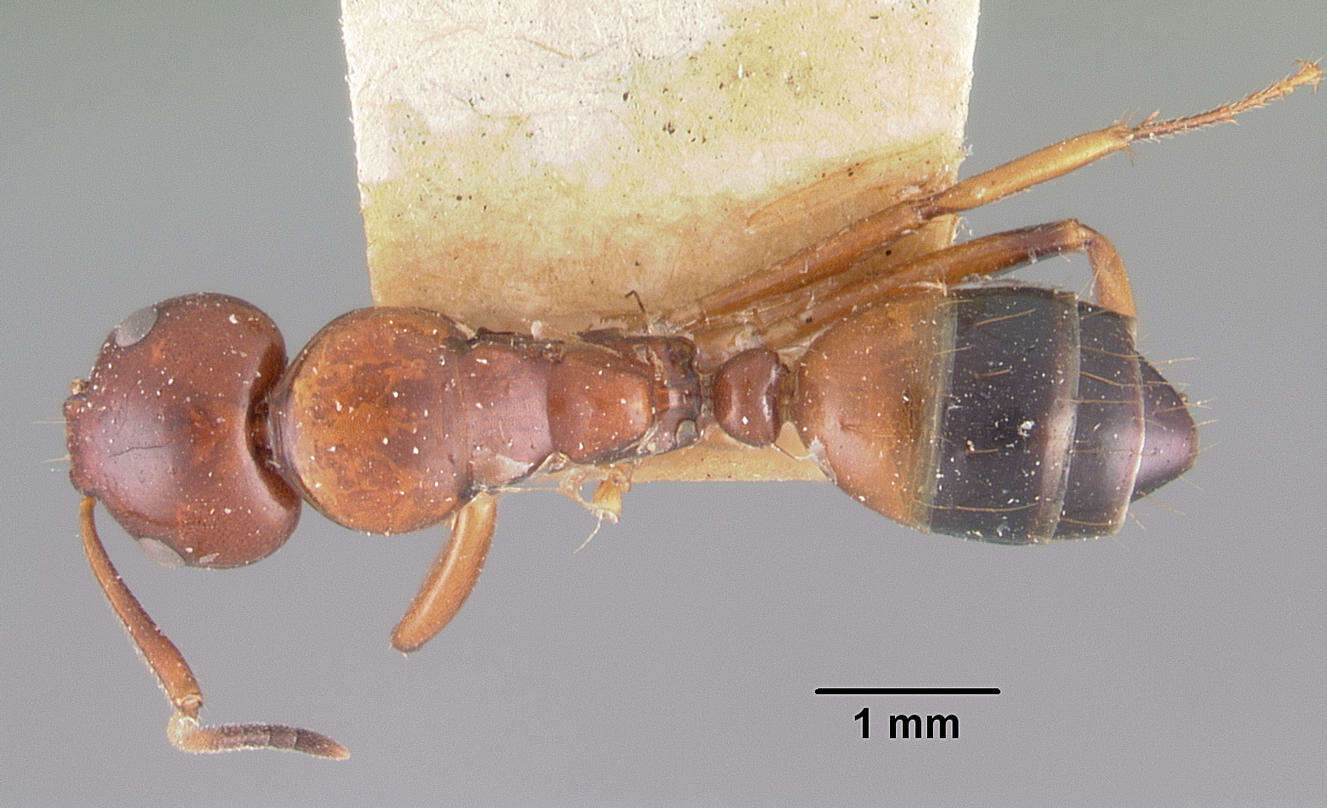 Plancia ëd Camponotus putatus Forel 1892