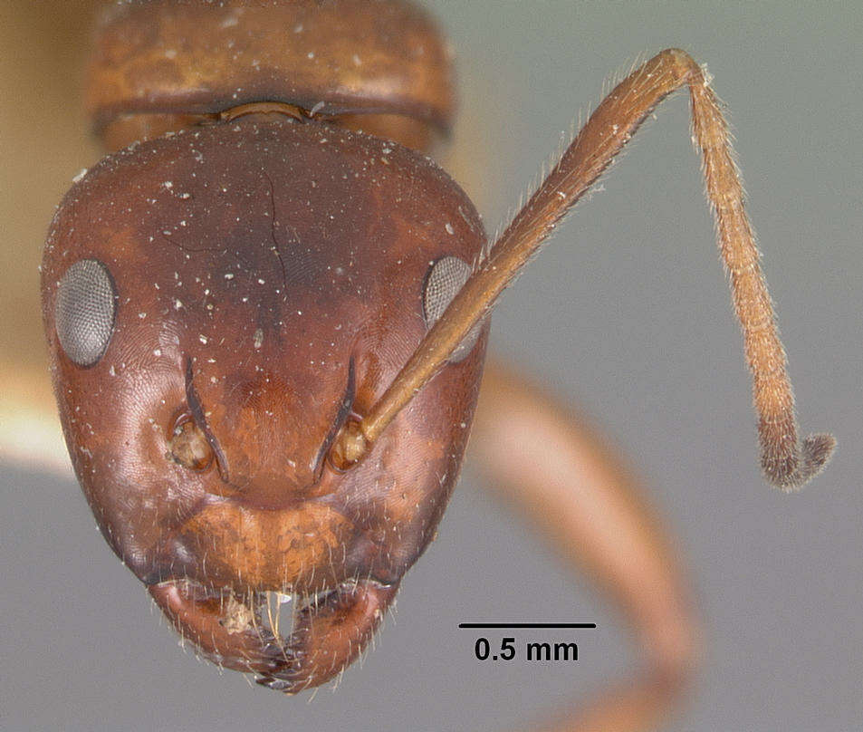 Plancia ëd Camponotus putatus Forel 1892