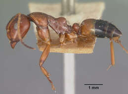 Plancia ëd Camponotus putatus Forel 1892