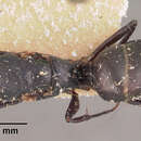 Image of Camponotus immaculatus