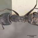 Image de Camponotus arminius Forel 1910