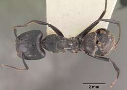 Image de Camponotus arminius Forel 1910