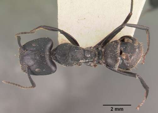 Image of Camponotus arminius Forel 1910