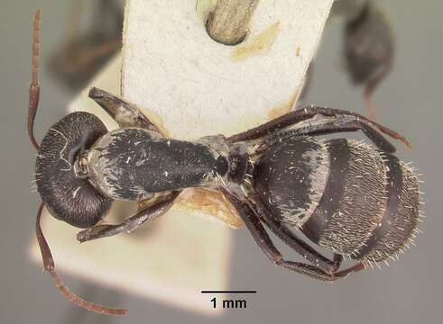 Image of Camponotus auropubens Forel 1894