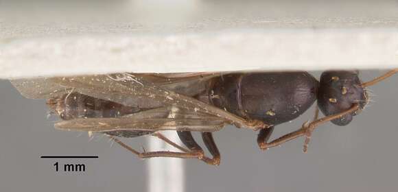 Image of Camponotus auropubens Forel 1894