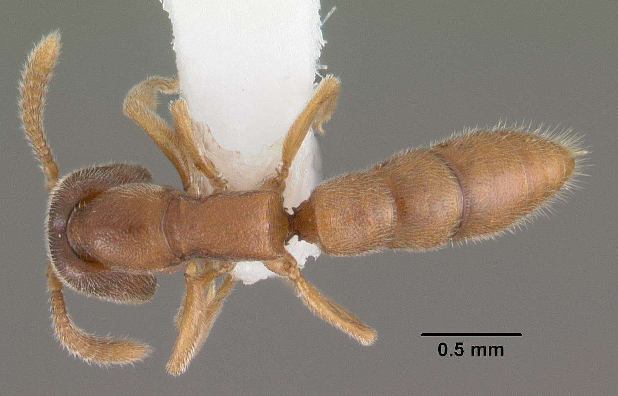 Image of <i>Stigmatomma silvestrii</i>