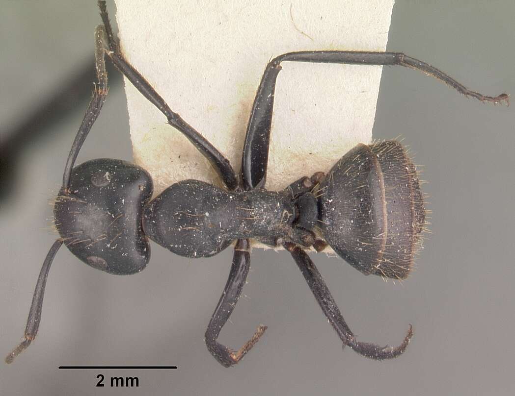 Image of Camponotus arminius Forel 1910