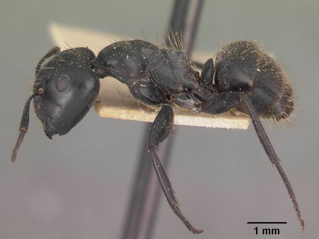 Image of Camponotus arminius Forel 1910