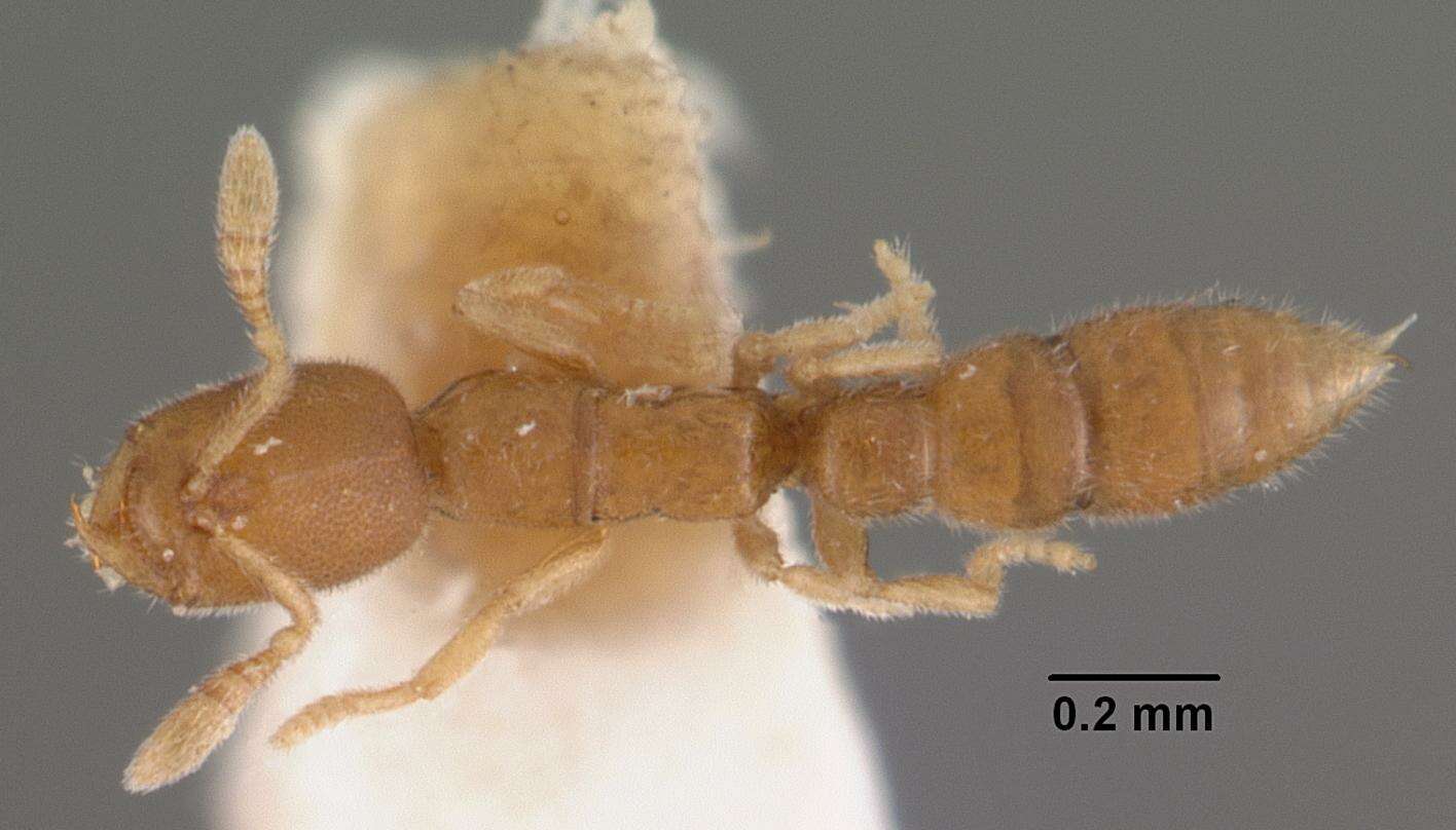 Image of Prionopelta amieti Terron 1974