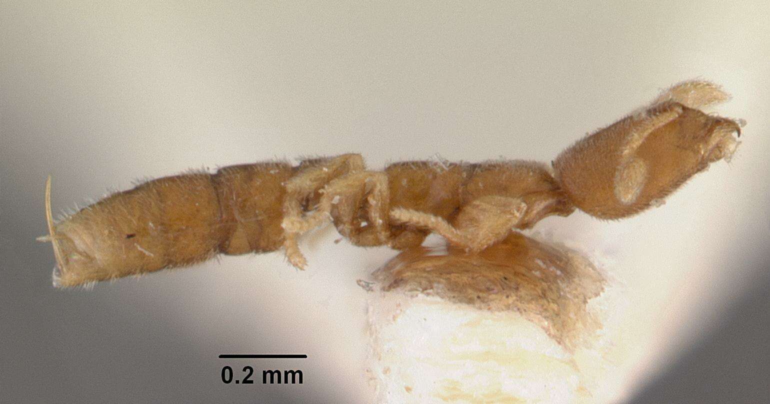 Image of Prionopelta amieti Terron 1974