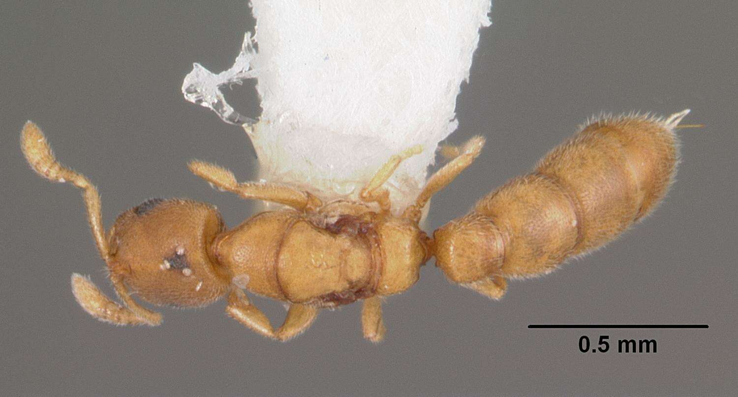 Image of Prionopelta amieti Terron 1974