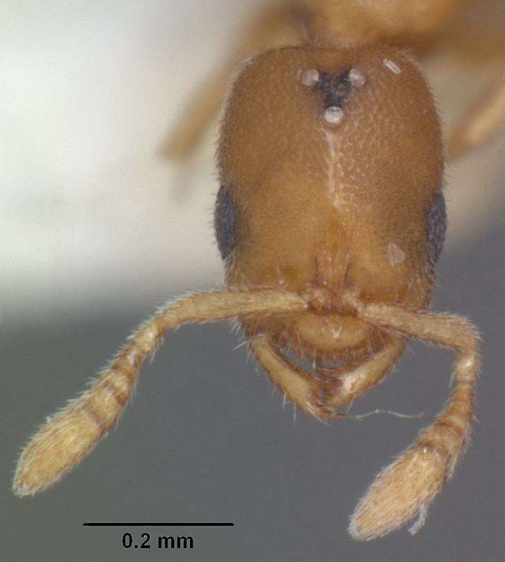 Image of Prionopelta amieti Terron 1974