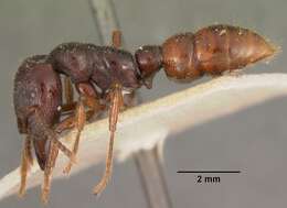 Image of Dracula Ants