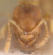 Image of Ant