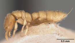 Image of Ant