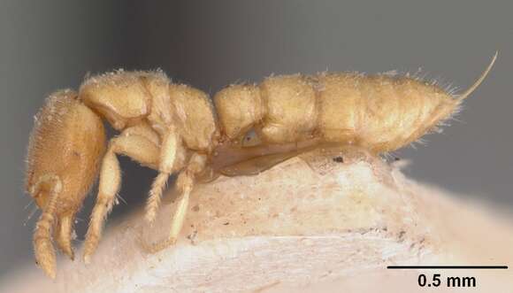 Image of Ant